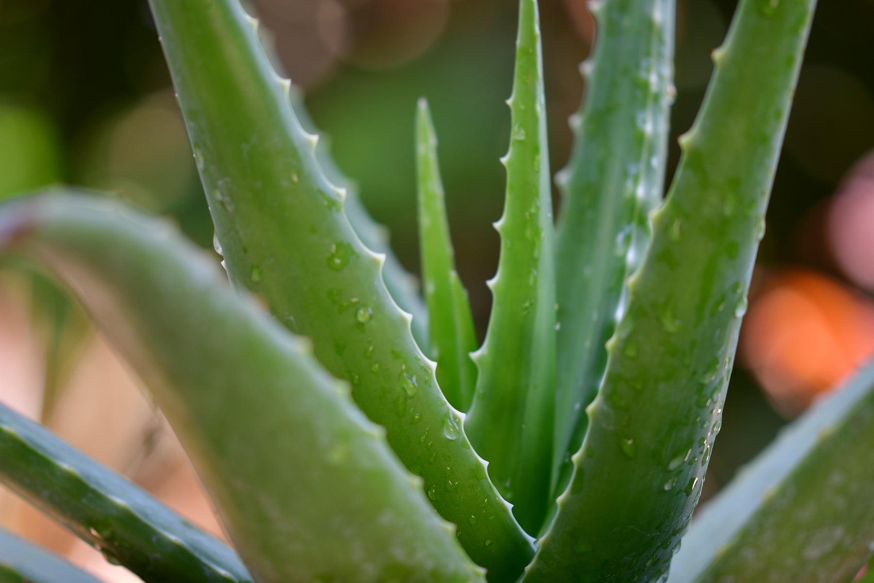 natural aloe vera remedies you must try