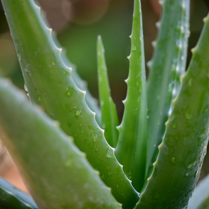 natural aloe vera remedies you must try